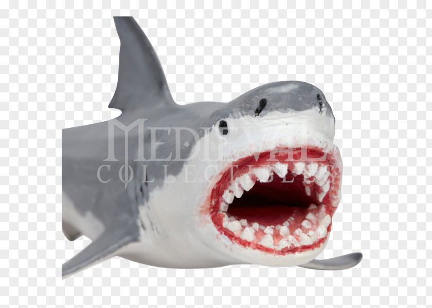 Shark Tiger Megalodon Great White Cartilaginous Fishes PNG