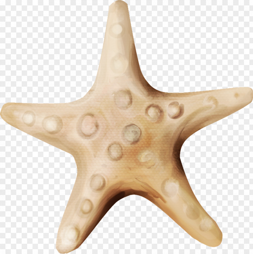 Starfish Echinoderm Wood /m/083vt PNG