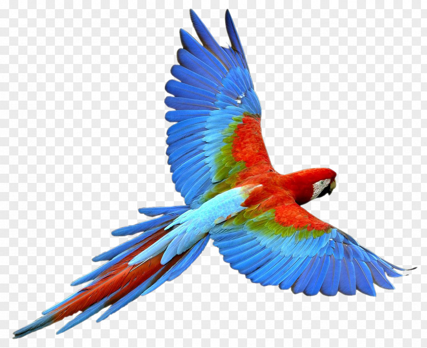 Flying Parrot Images, Free Download Bird PNG