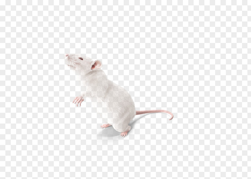 Meng Experimental Rats Laboratory Rat Mouse Cat Whiskers PNG