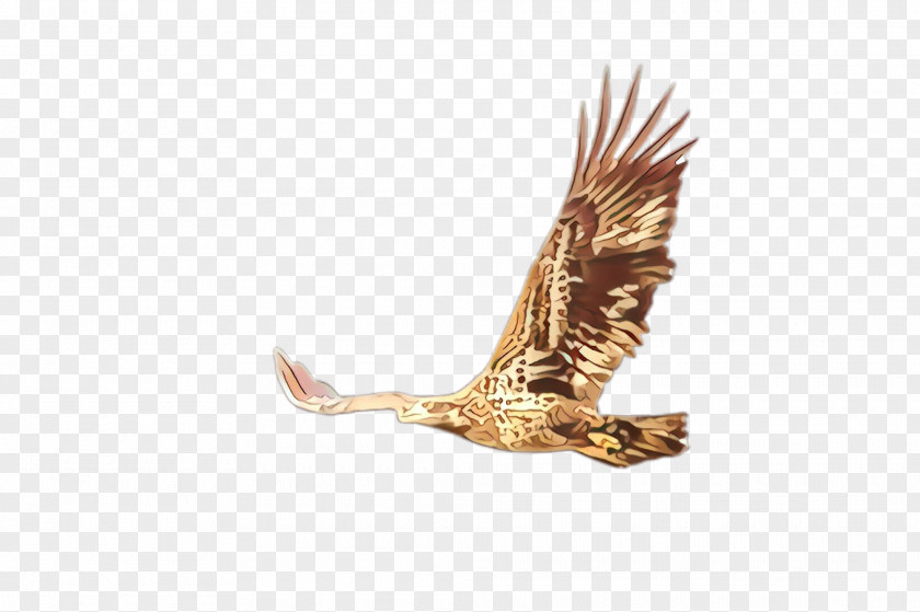 Osprey Kite Golden Eagle Bird Accipitridae Of Prey PNG
