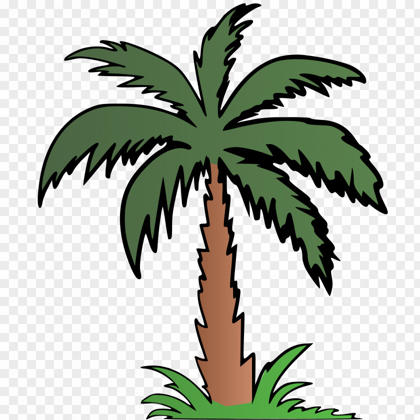 Palm Clipart Arecaceae Color Clip Art PNG