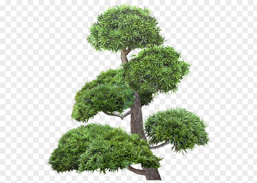 Tree Broad-leaved Pine Bonsai Raster Graphics PNG