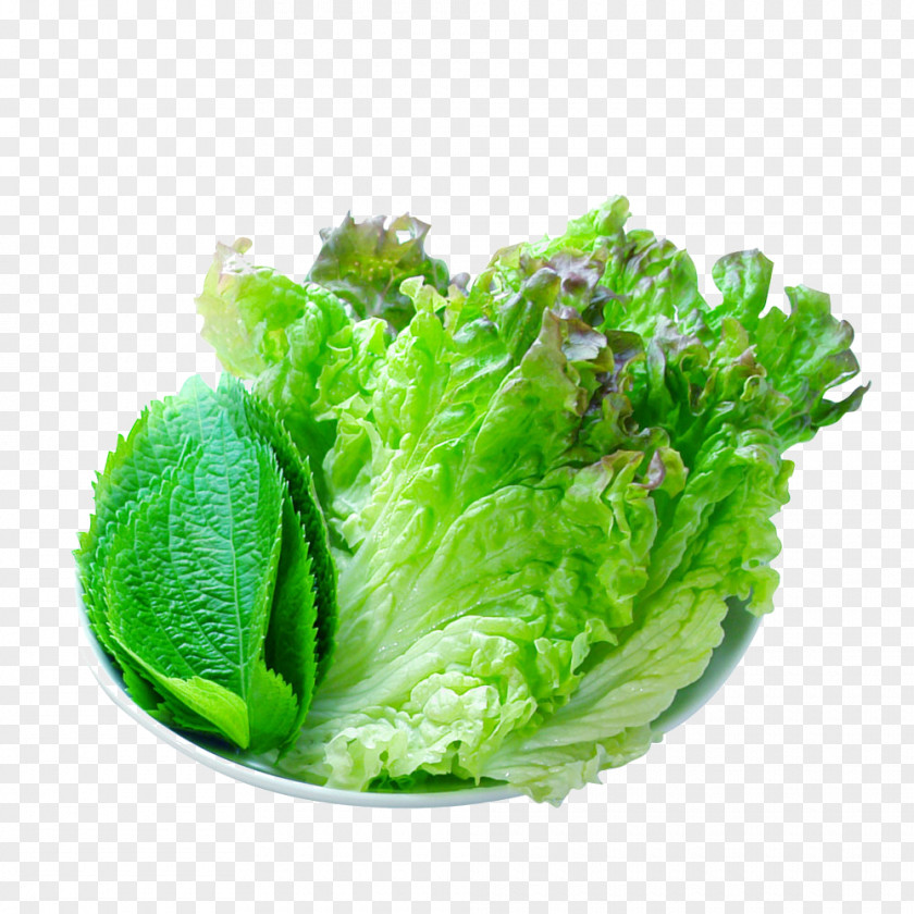 Bok Choy Vegetarian Cuisine Leaf Vegetable Romaine Lettuce PNG