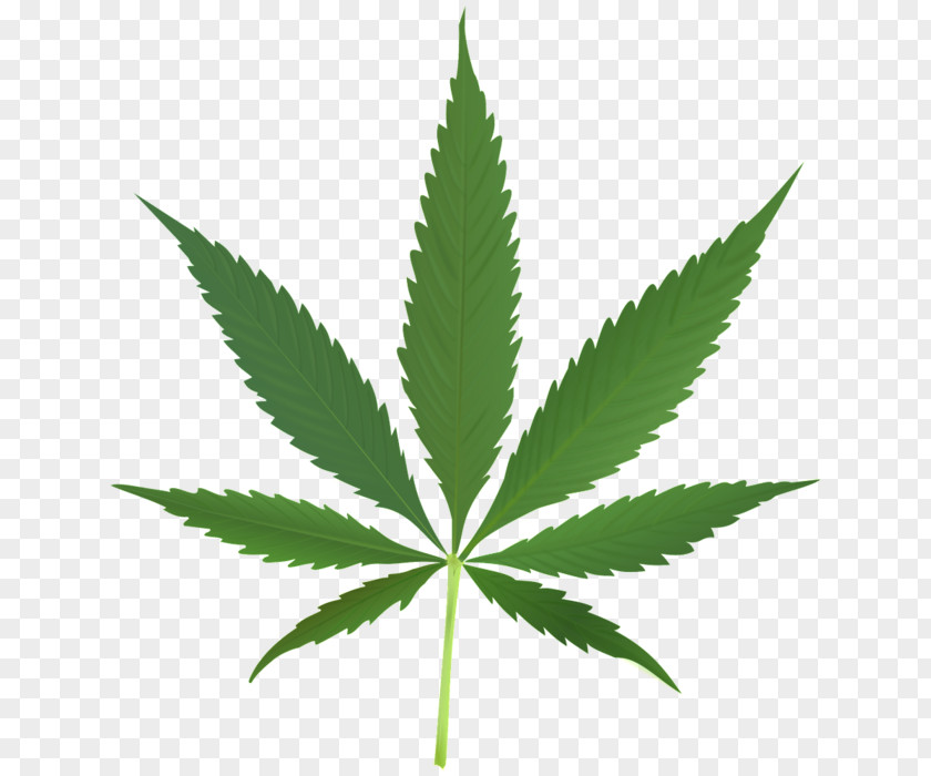 Cannabis Leaf Legalization Bong Clip Art PNG