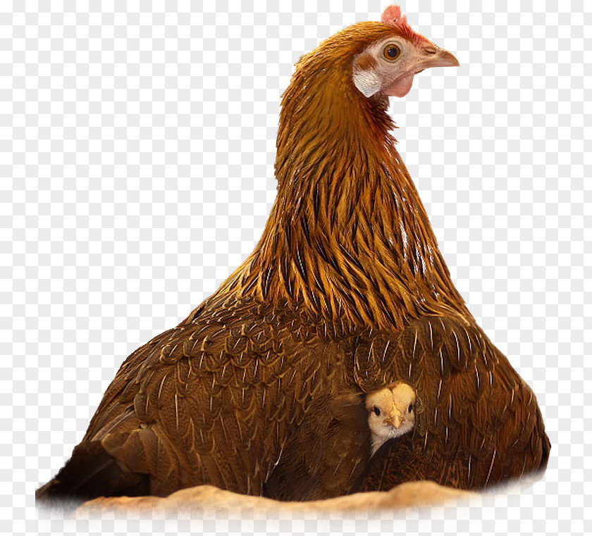 Chicken Photography Humour PNG