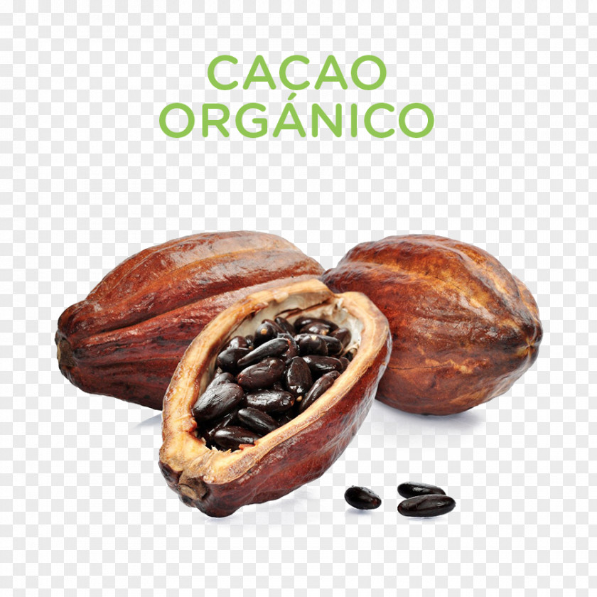 Chocolate Hot Cacao Tree Cocoa Bean Solids PNG