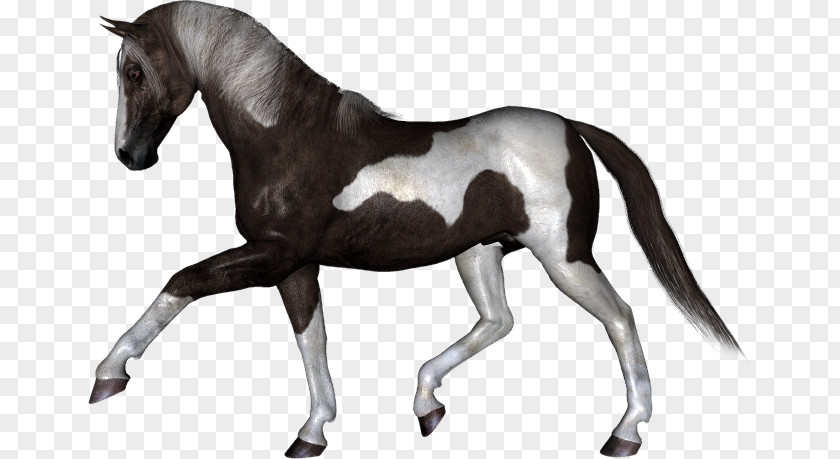Mustang Stallion PhotoFiltre PNG