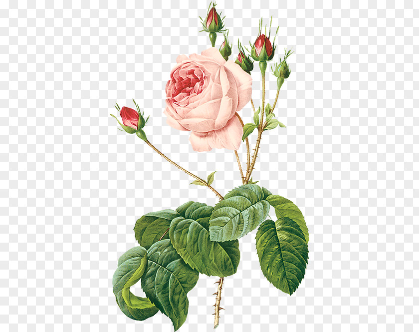 Pink Victorian Wreath Damask Rose Flowers Illustration Tea Moss PNG
