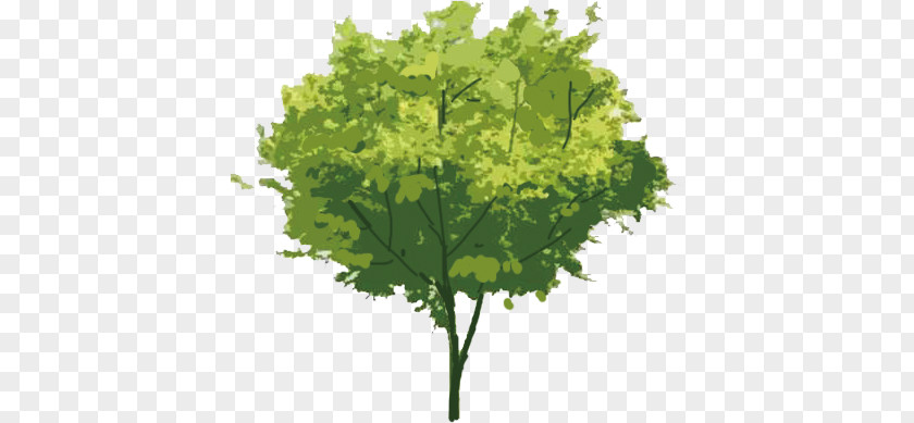 Tree PNG Tree,trees clipart PNG
