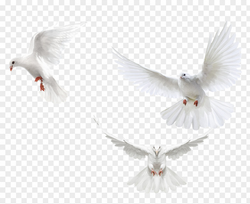 Bird PNG