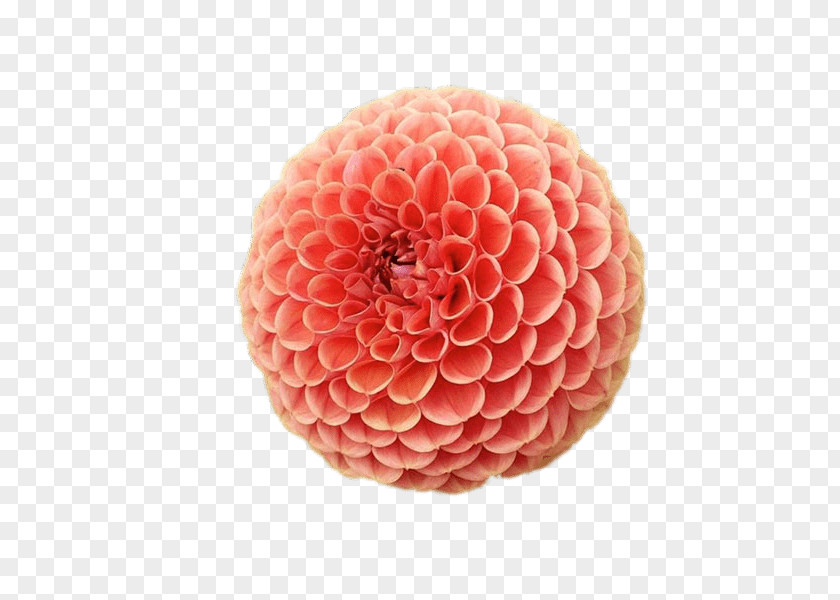 Dahlia PNG