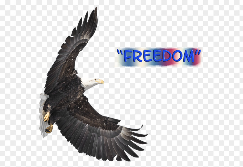 Freedom Eagle Bald Fauna Beak Feather PNG