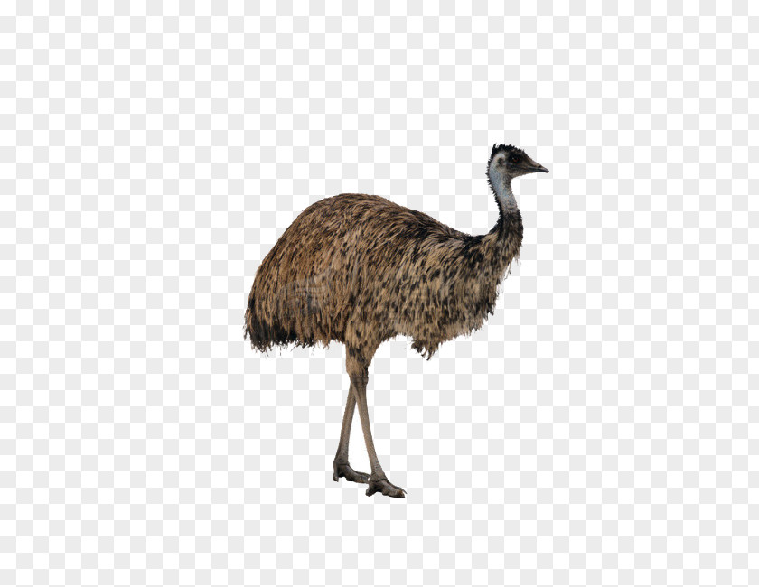Ostrich Large Animals Common Palaeognathae Struthioniformes Kiwis Ratite PNG