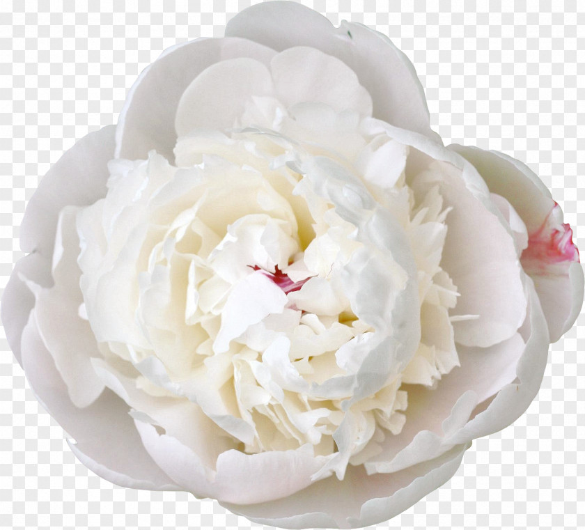 Peony Cut Flowers White PNG