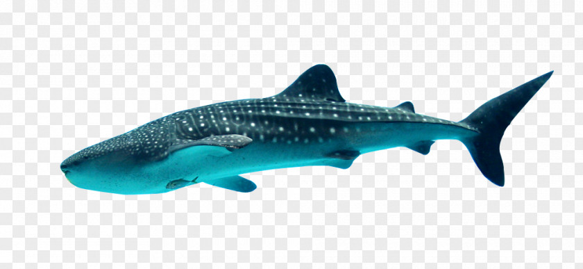 Shark Whale Georgia Aquarium Filter Feeder PNG