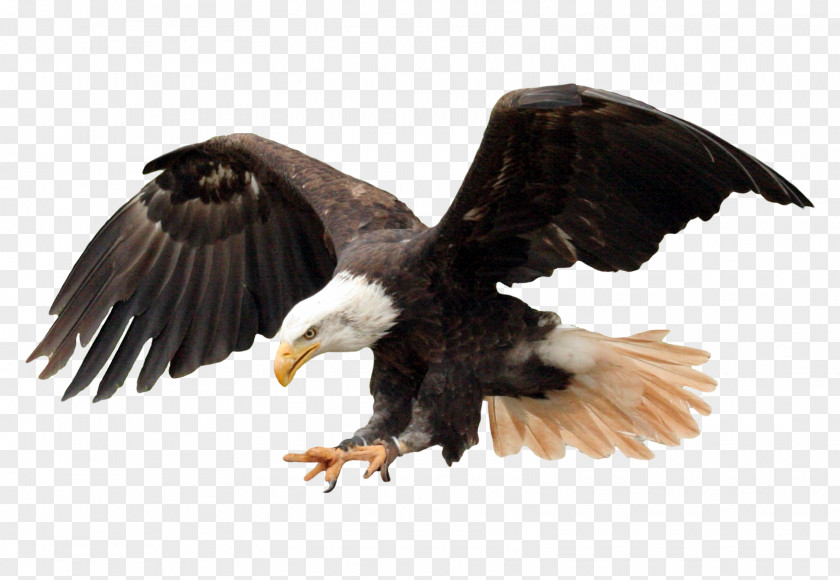 Bald Eagle Bird PNG