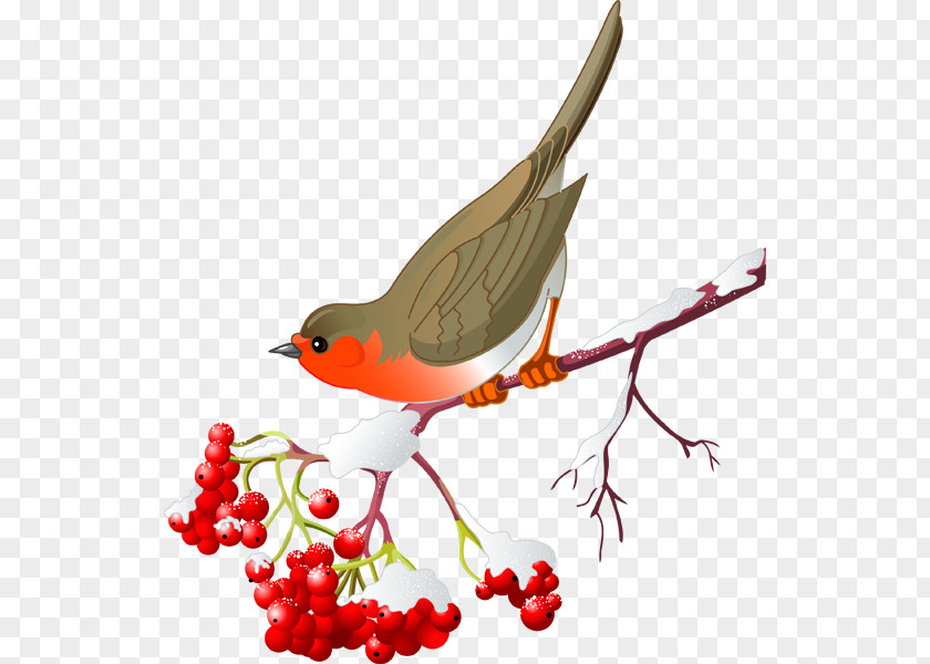 Bird Northern Cardinal European Robin Clip Art PNG