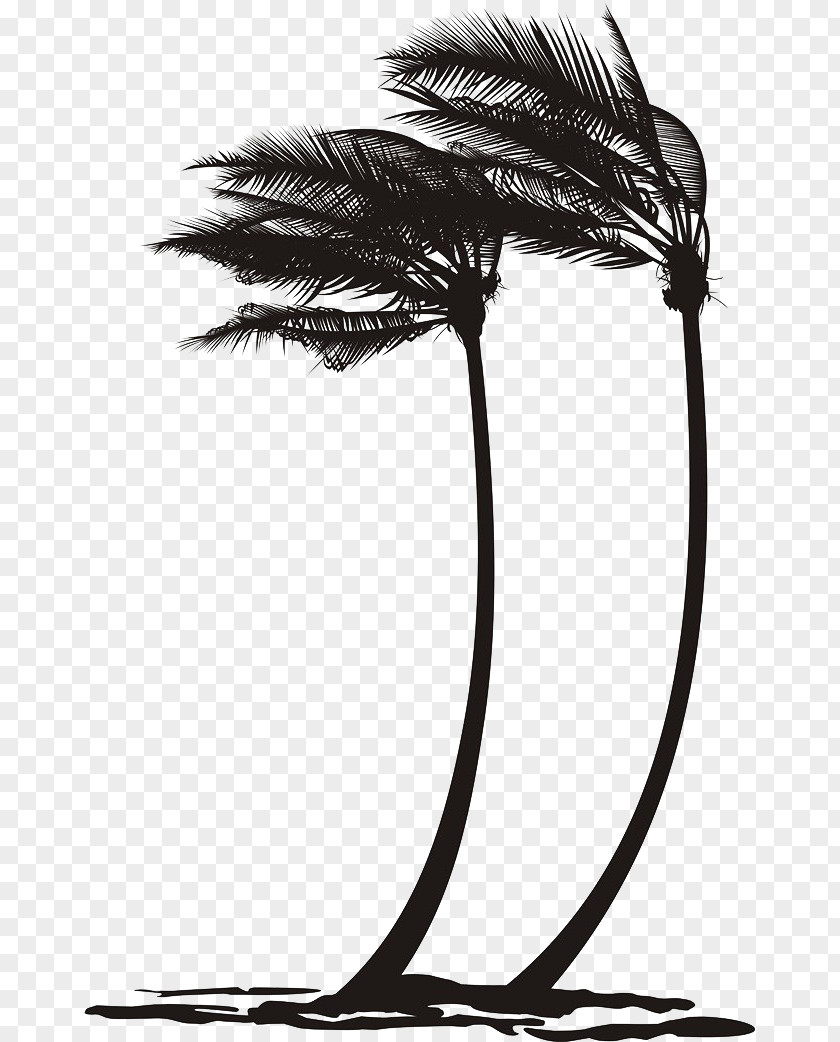 Black Was Blown Over The Coconut Arecaceae Wind Tree Clip Art PNG