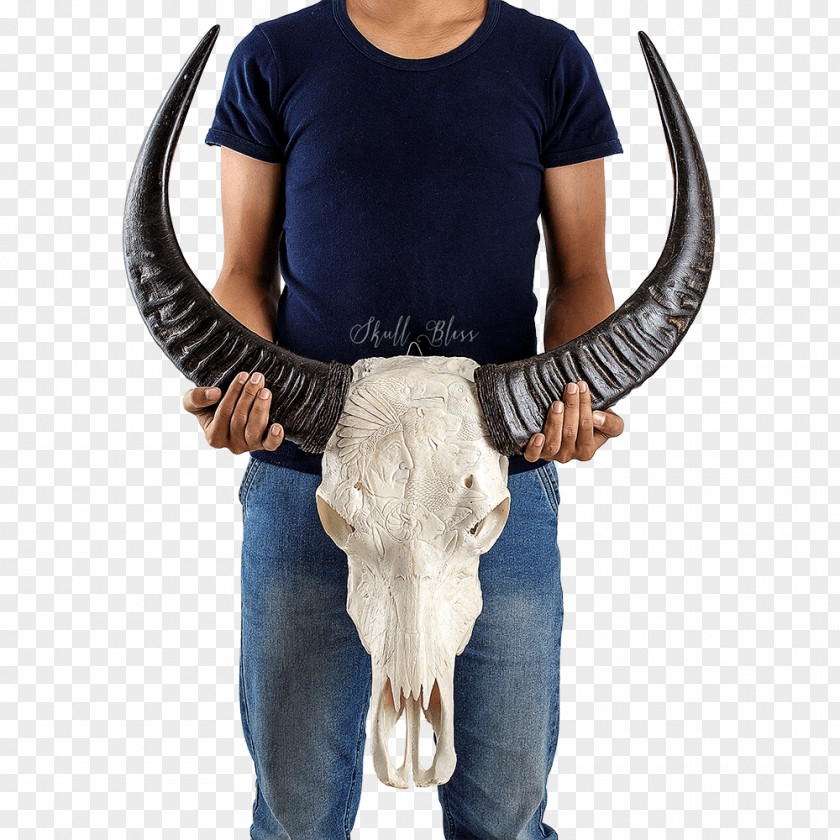 Buffalo Skull Cattle Horn Animal Mixture PNG
