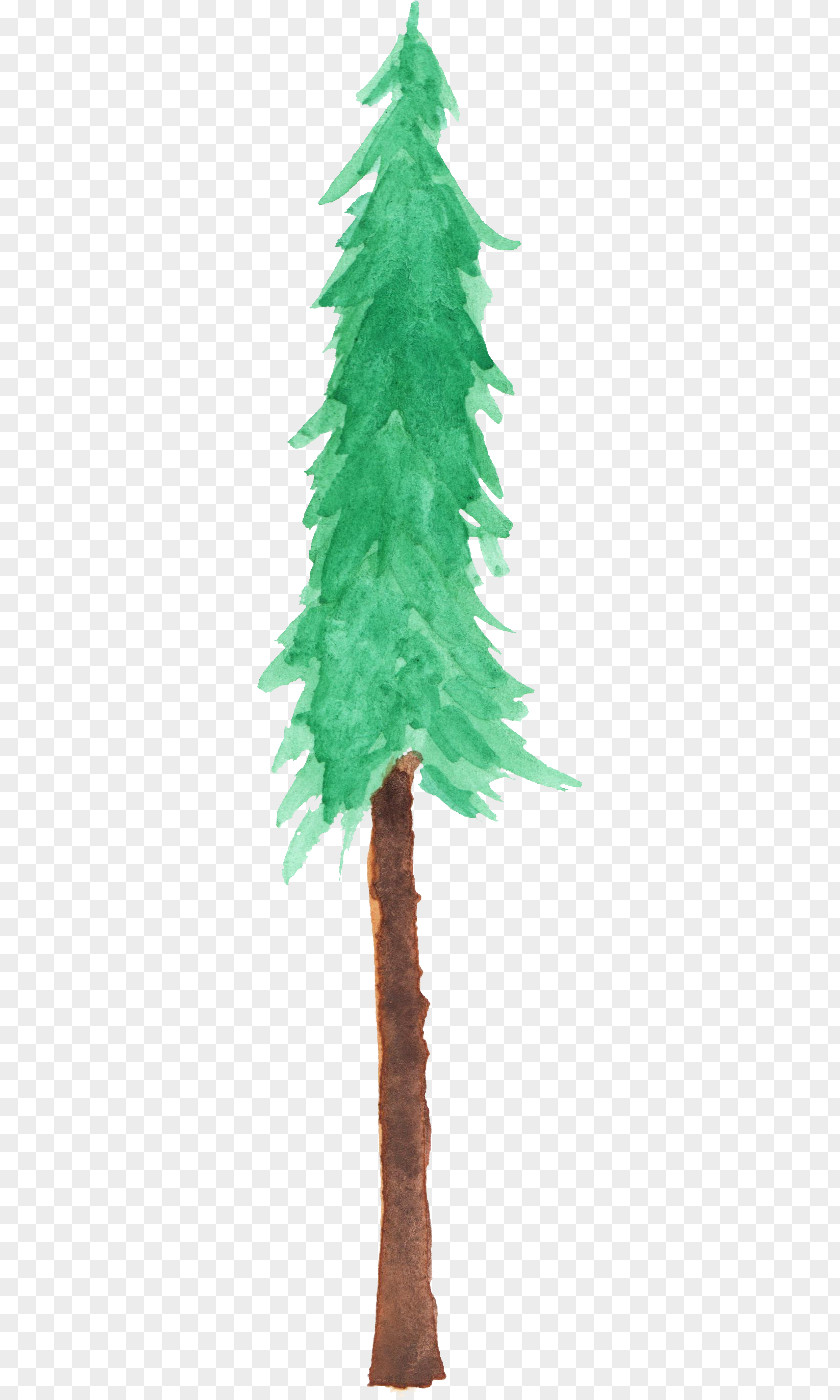 Christmas Tree Fir Spruce Branch PNG