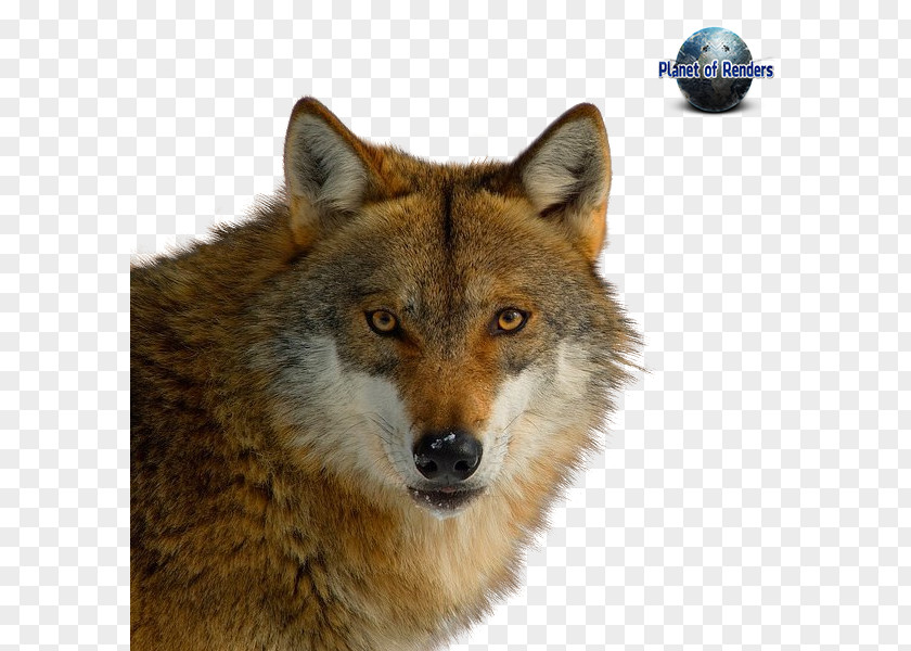 Dog Red Fox Coyote Dhole Wolf PNG