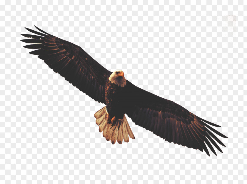 Eagle Bald Sticker Bird PNG