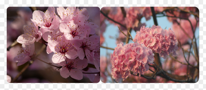 Flor Cut Flowers Cherry Blossom Floral Design PNG