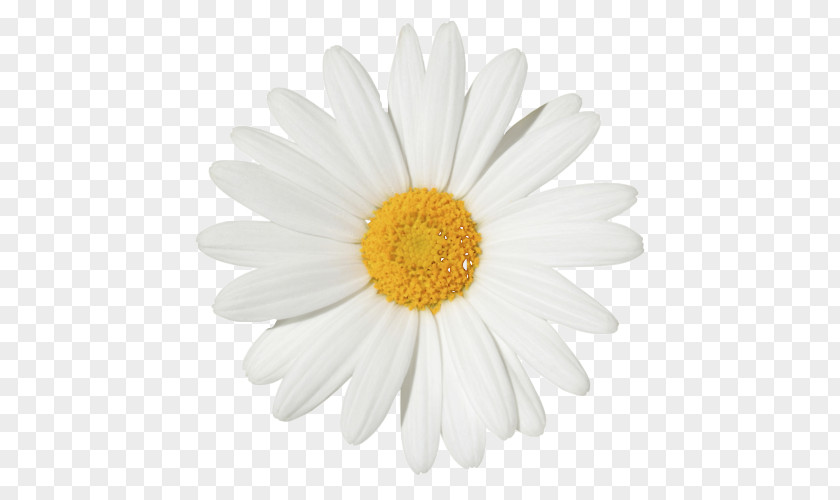 Flower Garland Common Daisy Chamomile Stock Photography Clip Art PNG