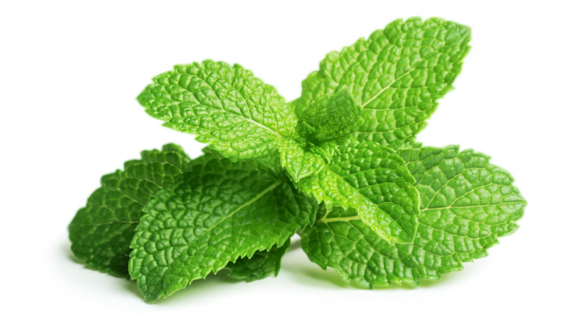 Pepermint Chewing Gum Peppermint Mentha Spicata Herb PNG