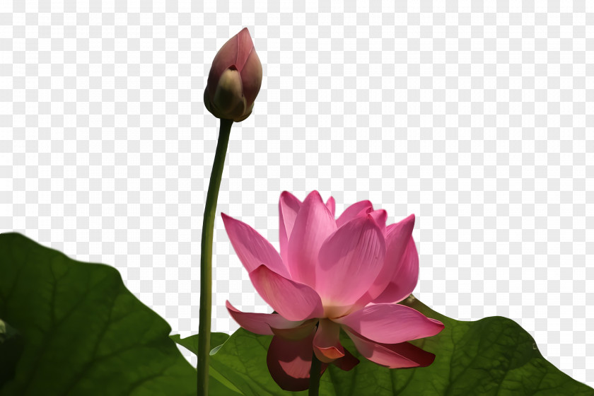 Sacred Lotus Leaf Plant Stem Nelumbonaceae Herbaceous PNG