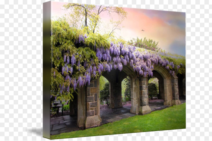 Wisteria Watercolor Canvas Print Art Moon Bridge PNG