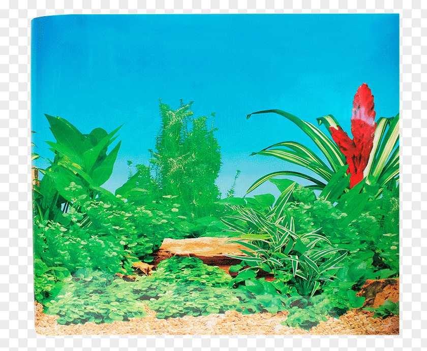Aquarium Aquatic Plants Lomas Respaldo Siphon Mega Mascotas PNG