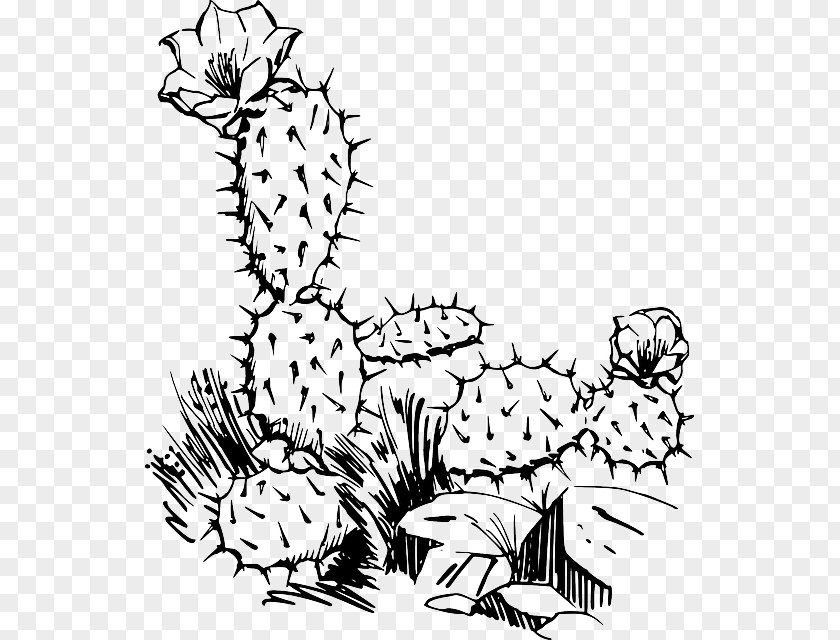 Cactus Illustration Barbary Fig Cactaceae Saguaro Clip Art PNG