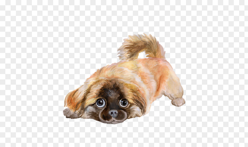 Fawn Lhasa Apso Chinese Background PNG