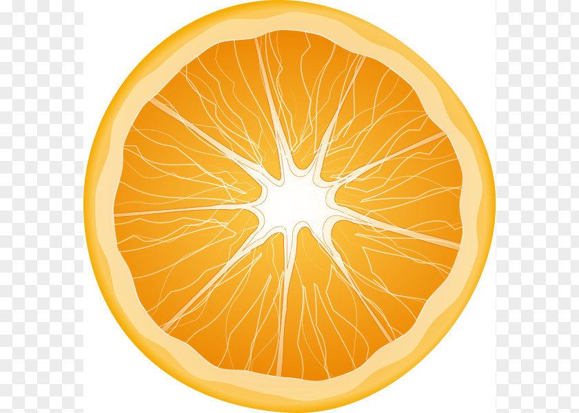 Fruit Orange Cliparts Citrus Xd7 Sinensis Slice Clip Art PNG