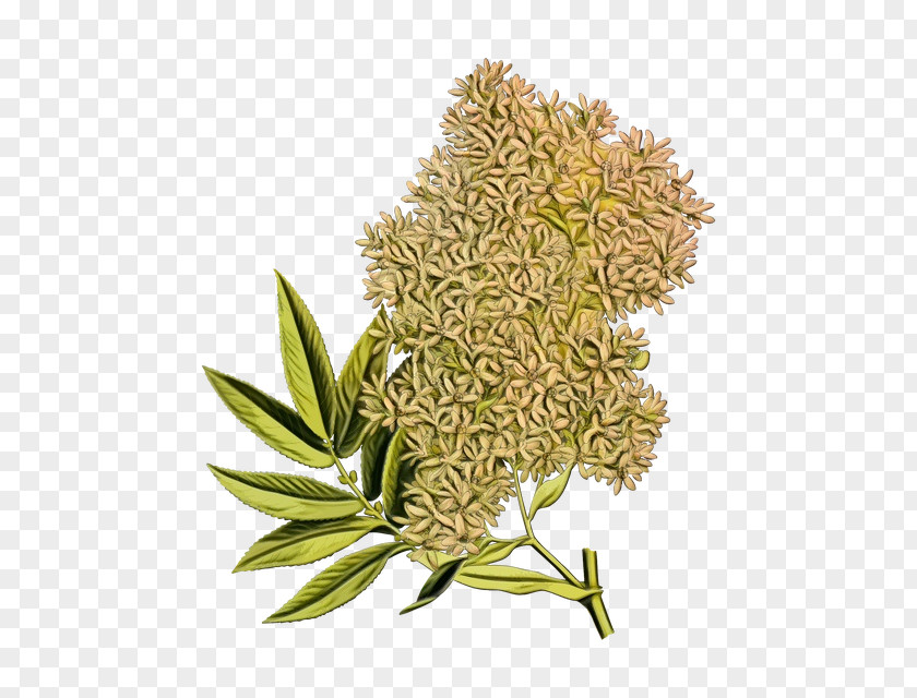 Grass Plant Flower PNG