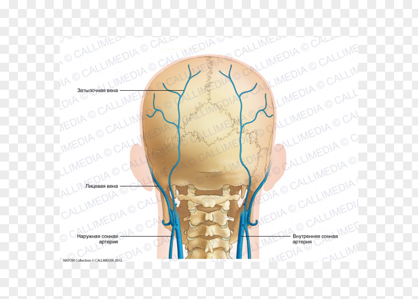 Nose Occipital Vein Anatomy Artery PNG