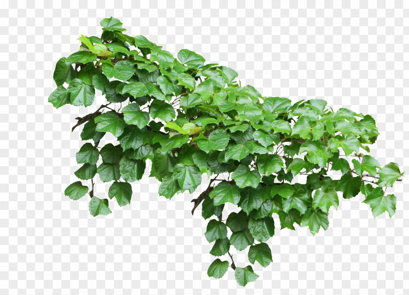 Plants Common Ivy Vine Plant PNG