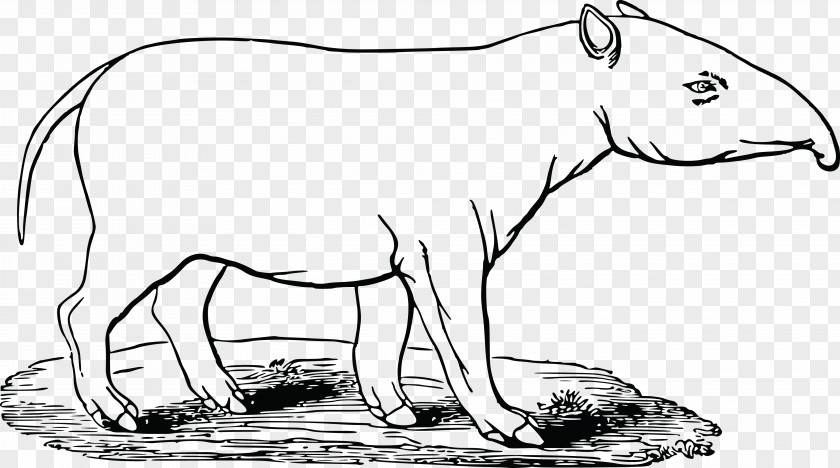 Black And White Cow Standing Clip Art Coloring Book Openclipart Malayan Tapir Illustration PNG