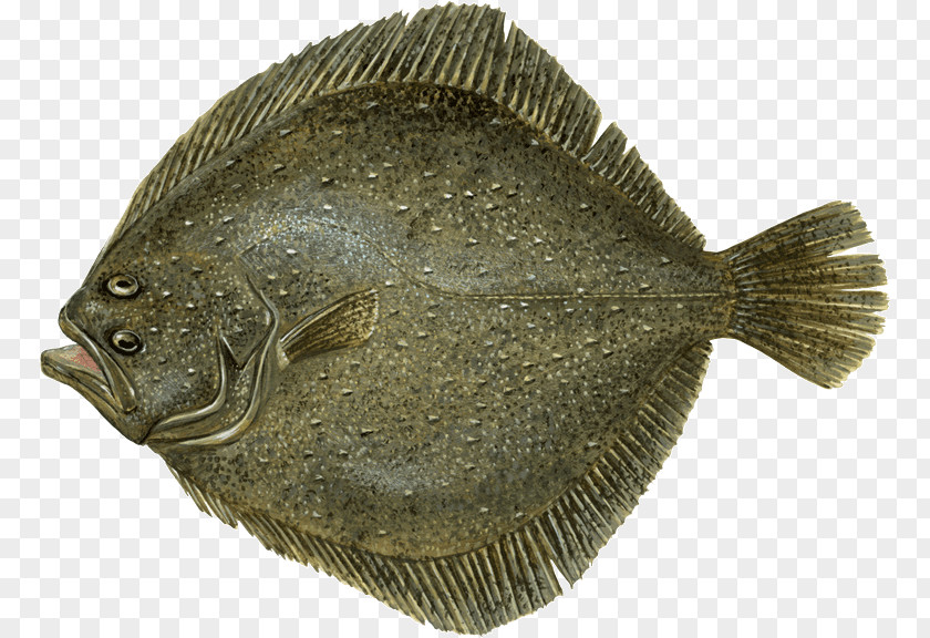 Chesapeake Blue Crab Flounder Fish And Chips Sole Turbot PNG