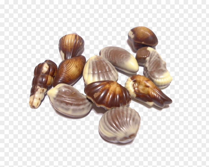 Chocolate Shells Praline White Mousse Candy PNG