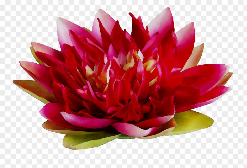 Dahlia Floristry Cut Flowers Petal Peony PNG