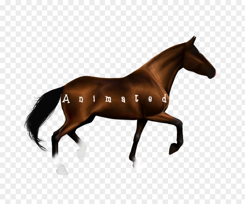 Horse Stallion Equestrian Jumping PNG