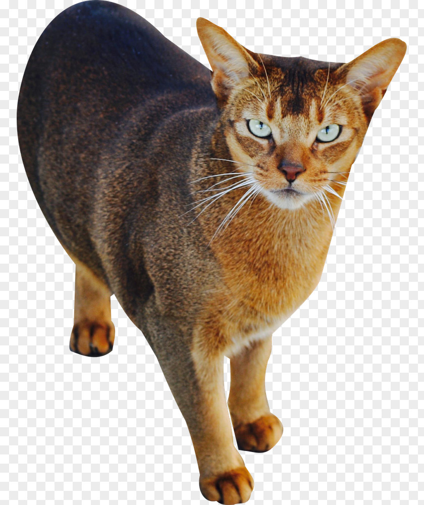 Cat Standing Abyssinian Chausie American Wirehair Sokoke Manx PNG