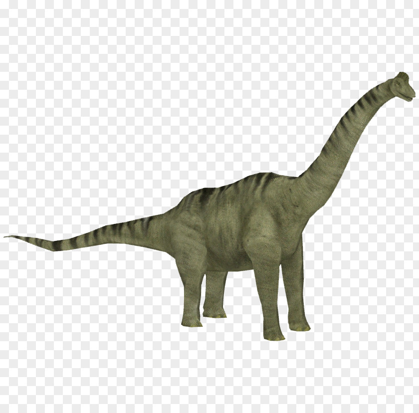 Dinosaur Brachiosaurus Jurassic Park: Operation Genesis Zoo Tycoon 2 Camarasaurus Allosaurus PNG