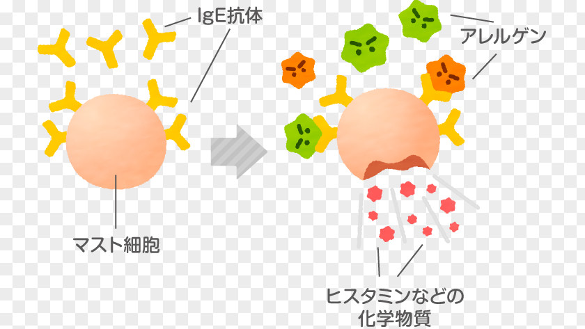 Food Allergy Immunoglobulin E Antibody PNG