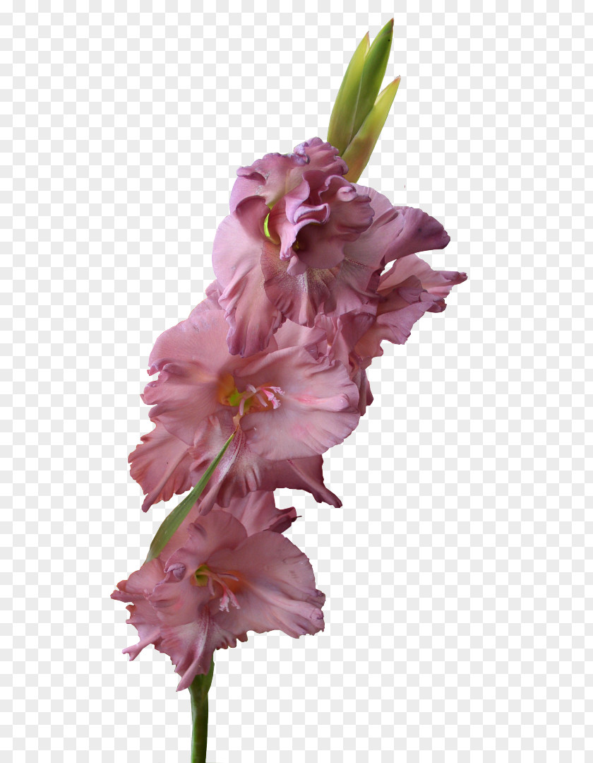 Gladiolus Flower Bulb Clip Art PNG