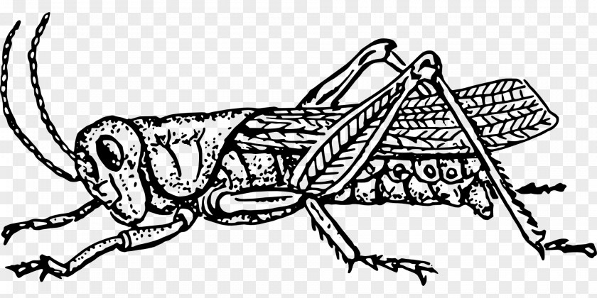 Grasshopper Clip Art PNG