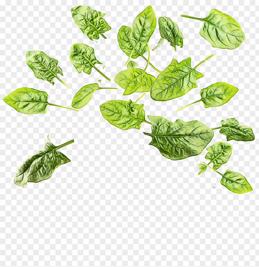 Herb Tatsoi Leaf Plant Basil Flower Vegetable PNG